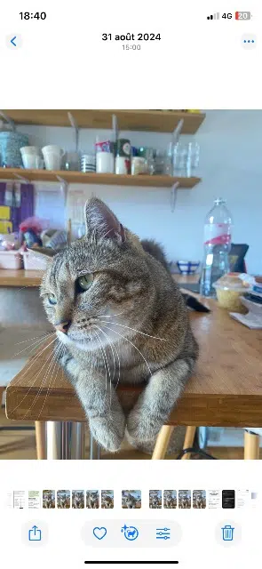 chat lost   29200 Brest Nougat