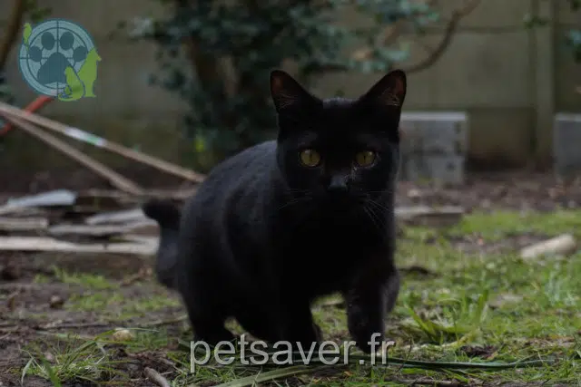chat lost   29200 Brest Noz