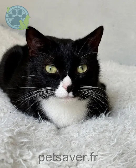 kater vermist 29200 Brest Omalley kater lost 29200 Brest Omalley