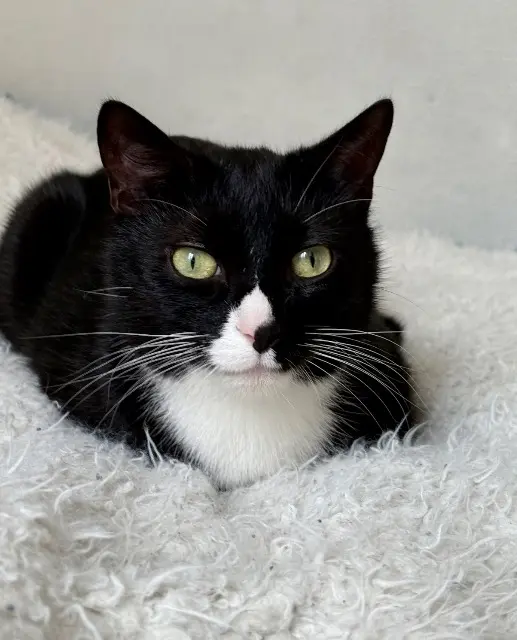 chat perdu 29200 Brest Omalley chat lost 29200 Brest Omalley