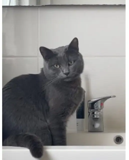 chat lost   29200 Brest oscar