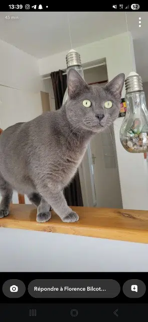 chat lost   29200 Brest Patrick