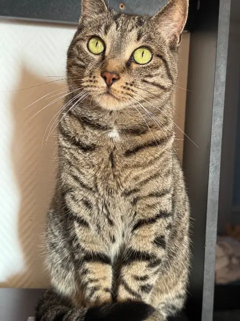chat perdu 29200 Brest Plouf chat lost 29200 Brest Plouf