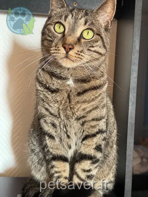 cat lost 29200 Brest Plouf cat lost 29200 Brest Plouf
