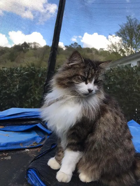 chat lost   29200 Brest Sadji