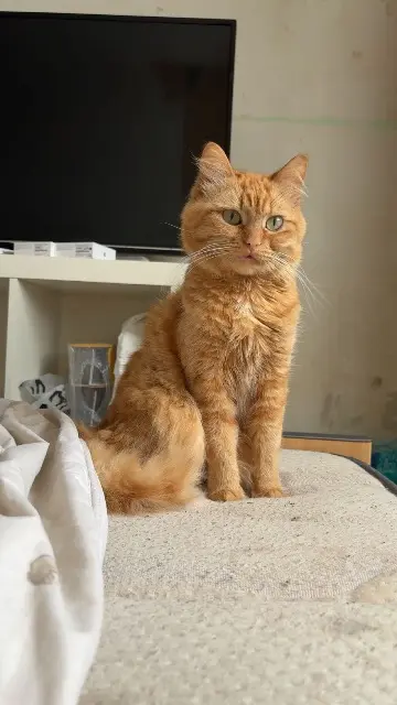 chat lost   29200 Brest Spirou