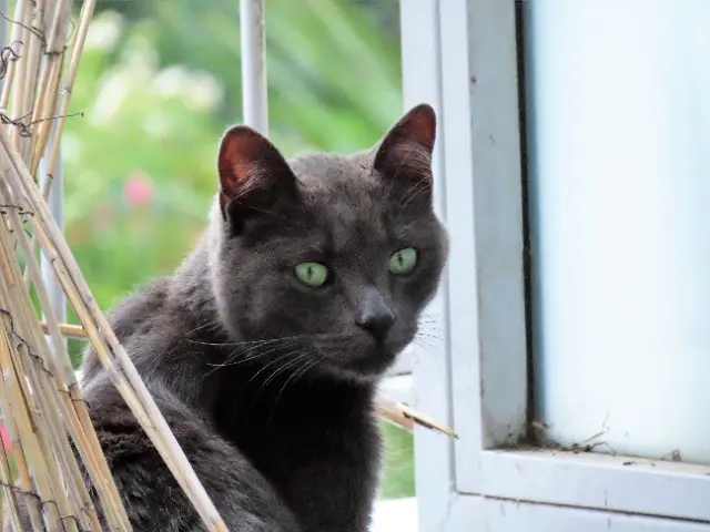 chat lost   29200 Brest Spooky