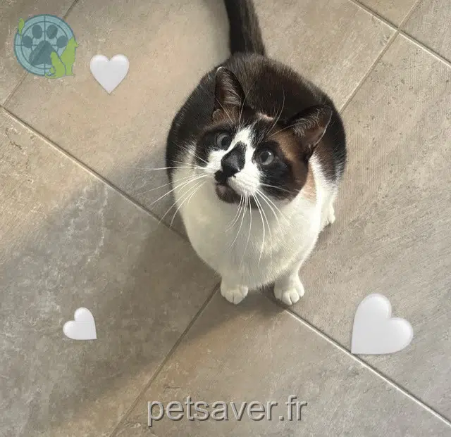 chat lost 29200 Brest Tacos