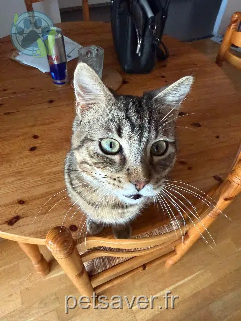cat lost   29200 Brest Takao