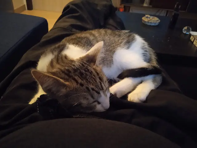 chat lost   29200 Brest tilou