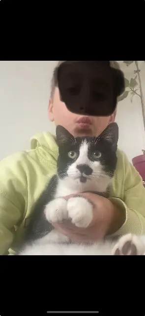 chat lost   29200 Brest Titicoeur