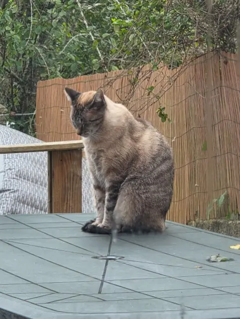 chat lost   29200 Brest Turi