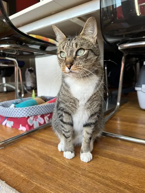 chat lost   29200 Brest Wooky