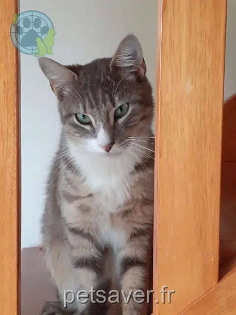 chat perdu 29170 Pleuven Caillou chat lost 29170 Pleuven Caillou