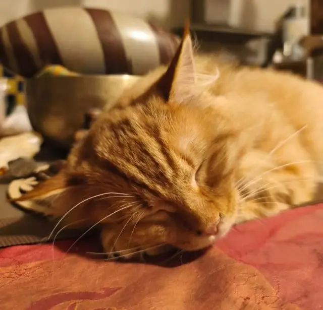 chat lost   29520 Châteauneuf-du-Faou Cajou