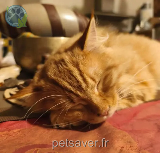gato perdido 29520 Châteauneuf-du-Faou Cajou gato lost 29520 Châteauneuf-du-Faou Cajou