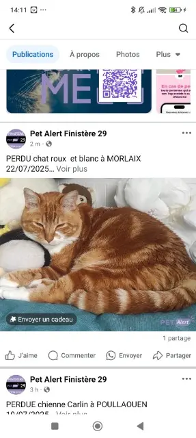 chat lost   29600 Morlaix Camel