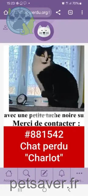gato perdido 29100 Poullan-sur-Mer Charlot gato lost 29100 Poullan-sur-Mer Charlot