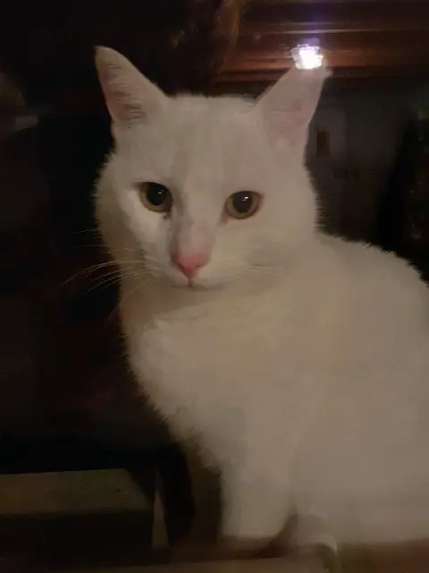 cat lost   29490 Guipavas Chef