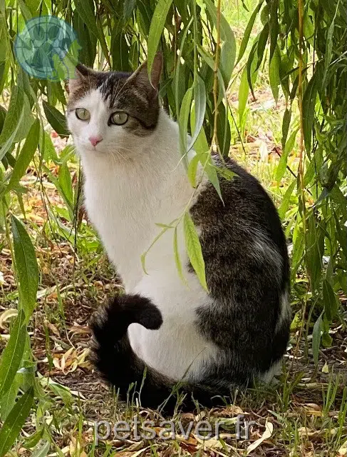 cat lost 29880 Plouguerneau Ciaran cat lost 29880 Plouguerneau Ciaran