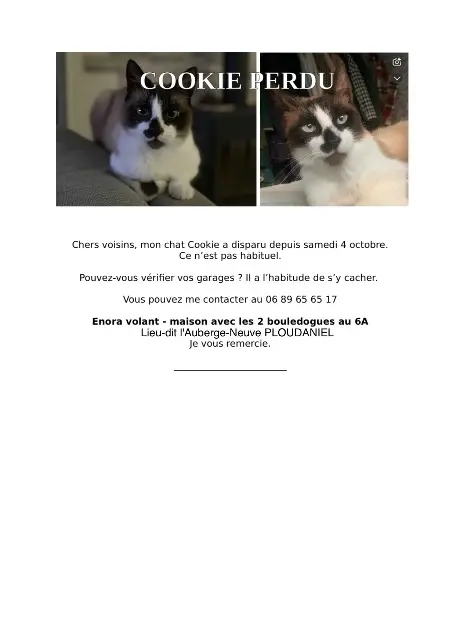 chat perdu 29260 Ploudaniel Cookie chat lost 29260 Ploudaniel Cookie