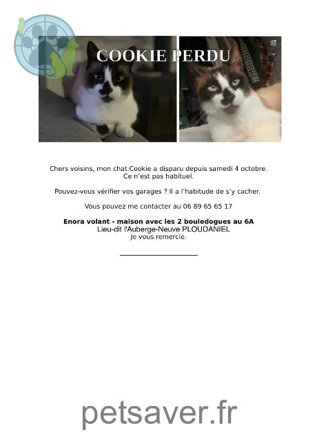 chat perdu 29260 Ploudaniel Cookie chat lost 29260 Ploudaniel Cookie