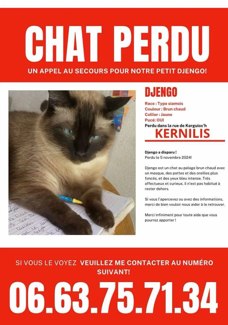 Chat Perdu 29 Finistère - Djengo Chat Perdu 29 Finistère - Djengo