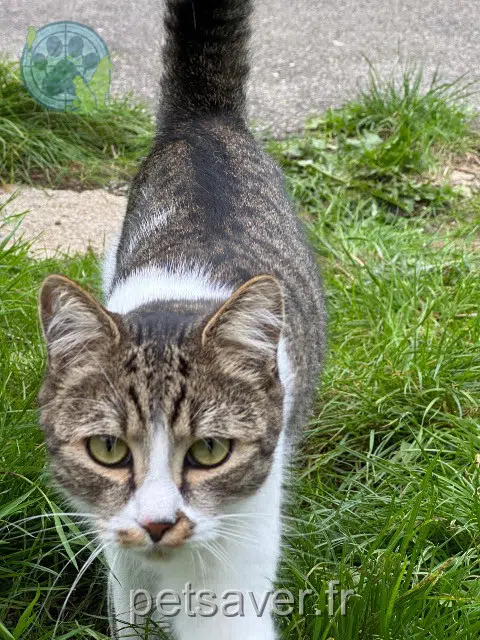 gato lost   29700 Pluguffan Elliot