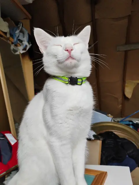 chat lost   29450 Sizun Figaro ou (petit gourou)