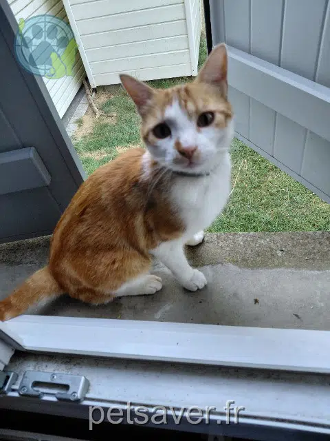 chat lost 29160 Crozon Flocon