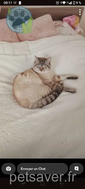 gato lost   29620 Lanmeur Flocon