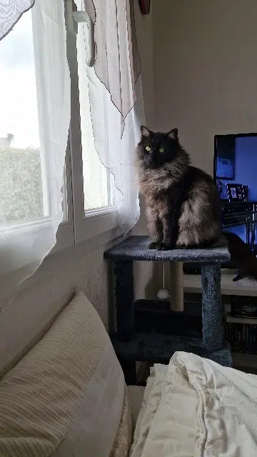 chat lost   29260 Lesneven Floky