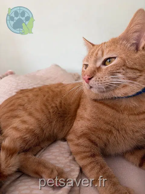 chat lost   29820 Guilers Gin