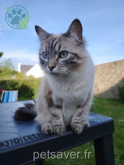 chat lost   29290 Saint-Renan Goupix