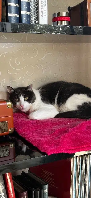 chat lost   29350 Moëlan-sur-Mer Granitou