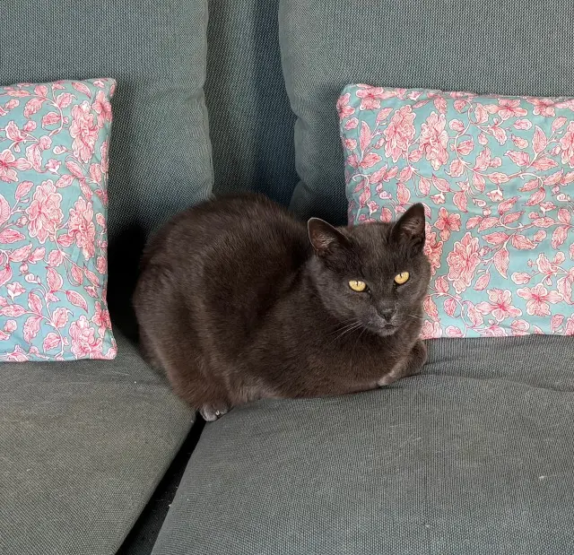 chat lost   29780 Plouhinec Grey