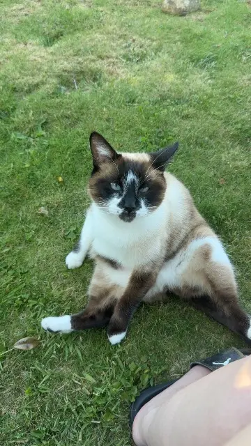 chat lost   29510 Edern Gucci