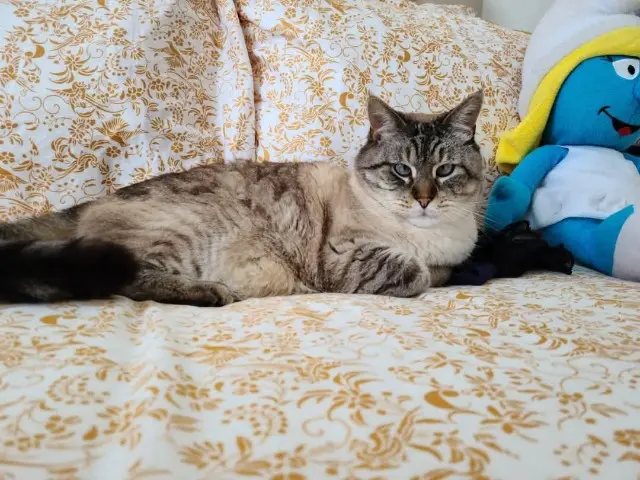 chat lost   29730 Guilvinec Modeste