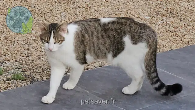 chat lost 29730 Guilvinec Nuage
