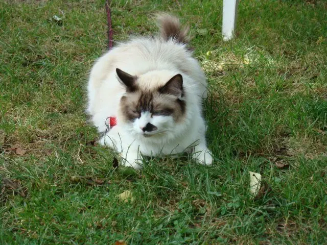 chat lost   29170 Fouesnant Génie