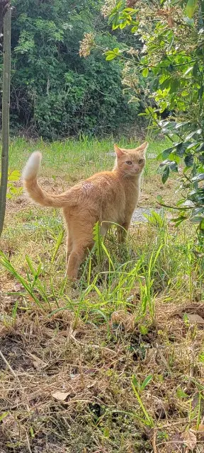 chat lost   29000 Quimper Helios
