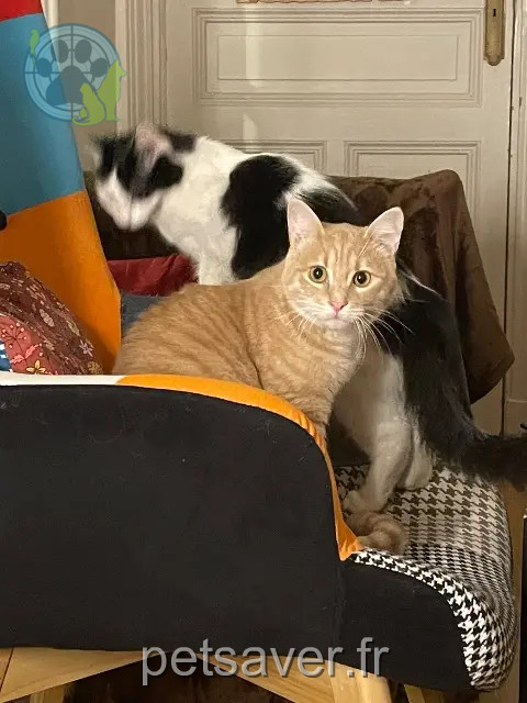 cat lost 29950 Bénodet Helios cat lost 29950 Bénodet Helios