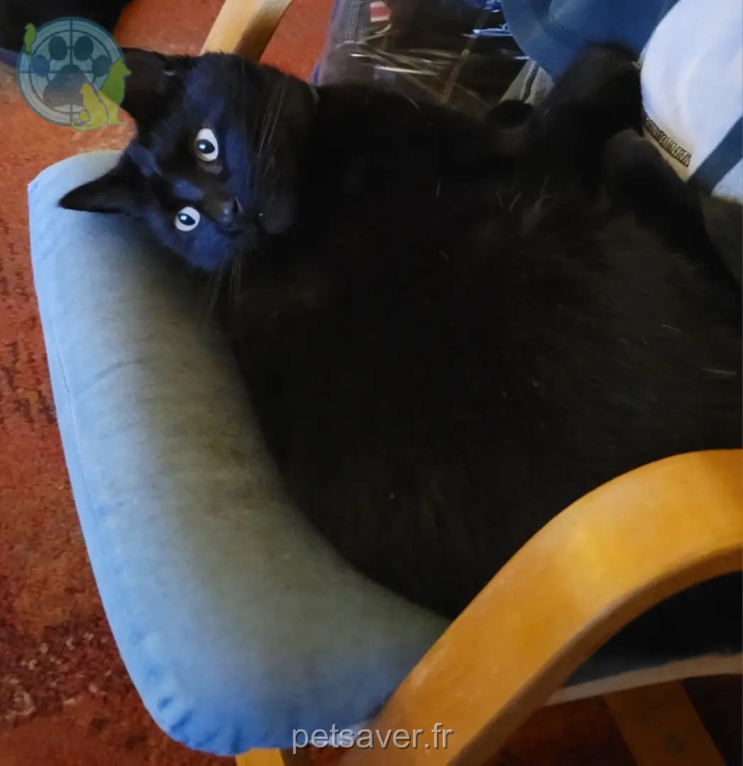 gato perdido 29910 Trégunc Hiro gato lost 29910 Trégunc Hiro