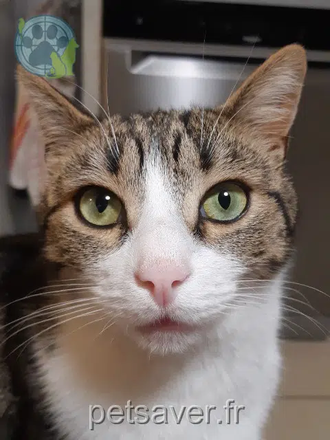 chat lost 29140 Melgven Hélios