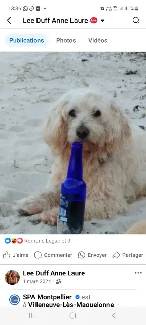 chat lost   29840 Porspoder Idzou