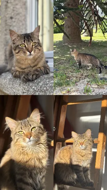chat lost   29900 Concarneau Itachi