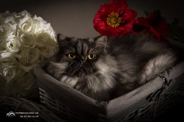 chat lost   29170 Fouesnant JAZZY