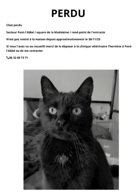 chat lost   29120 Pont-l'Abbé Kawenn