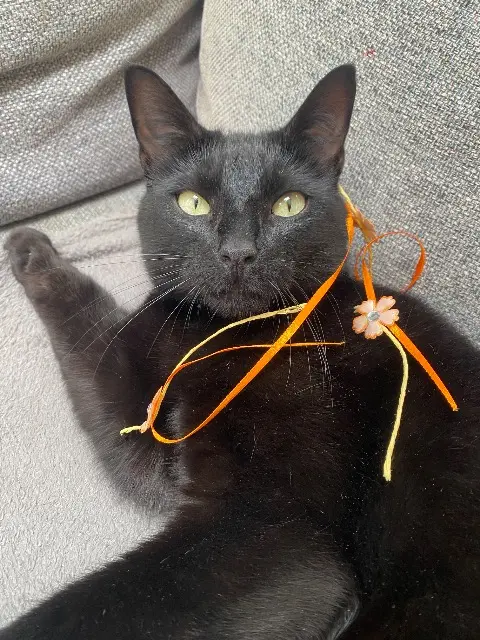 chat lost   29260 Saint-Frégant Kiko