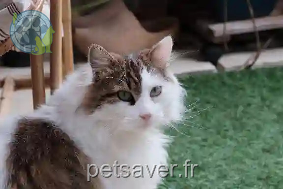 Chat Perdu 29 Finistère - Kremmig Chat Perdu 29 Finistère - Kremmig